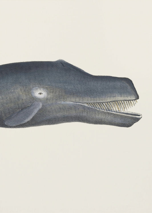 Whale I Tight Crop   Handcolored Sealife Lithograph 1824 | Canvas