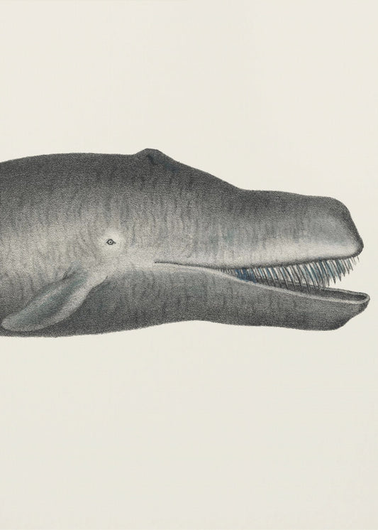 Whale Ii Tight Crop Handcolored Sealife Lithograph 1824 | Canvas