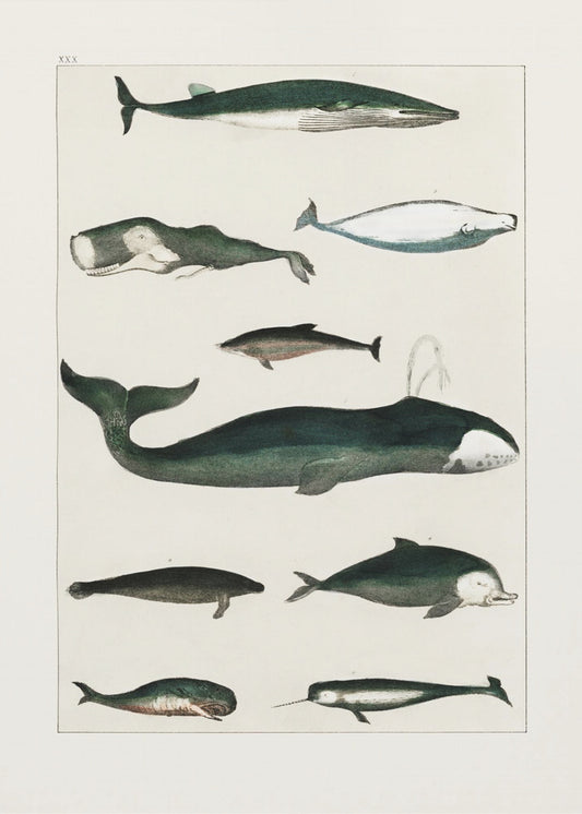 Vintage Whale Poster | Canvas