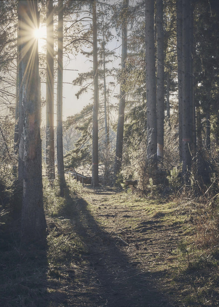 Dsf2913 Hdr 1 | Canvas