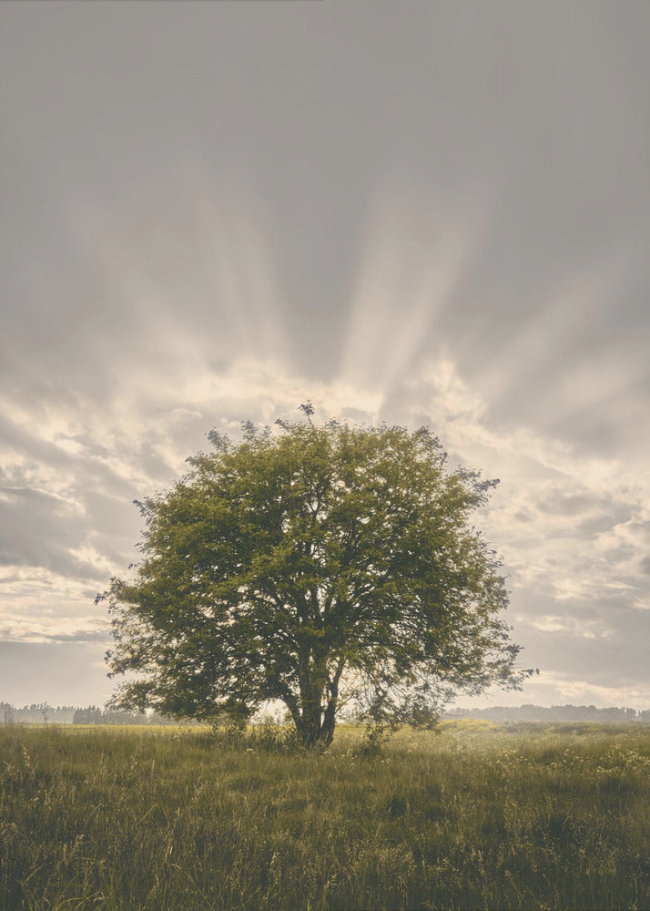 20220616  Dsf4394 | Poster