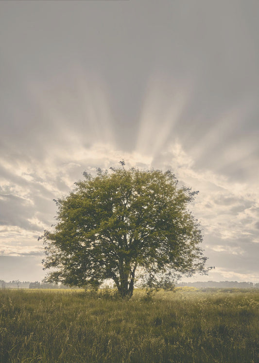 20220616  Dsf4394 | Poster