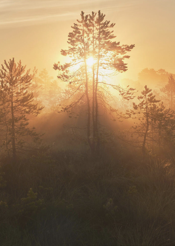 20220809  Dsf8009 Hdr 1 | Poster