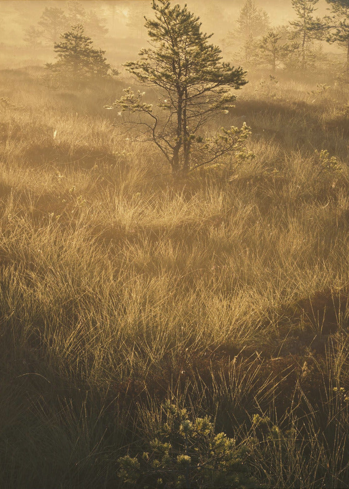 20220809  Dsf8033 | Poster