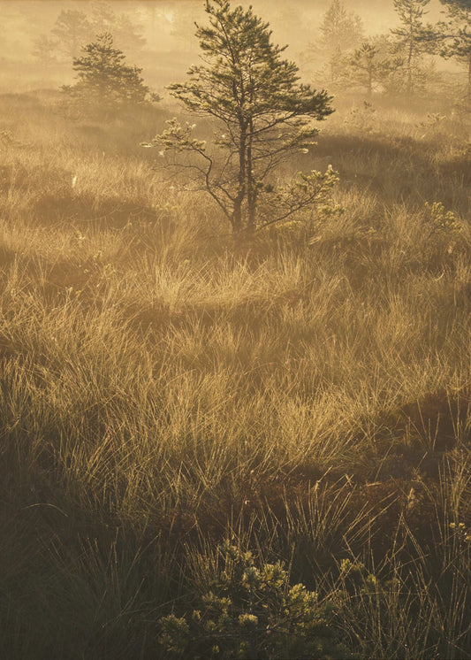 20220809  Dsf8033 | Poster