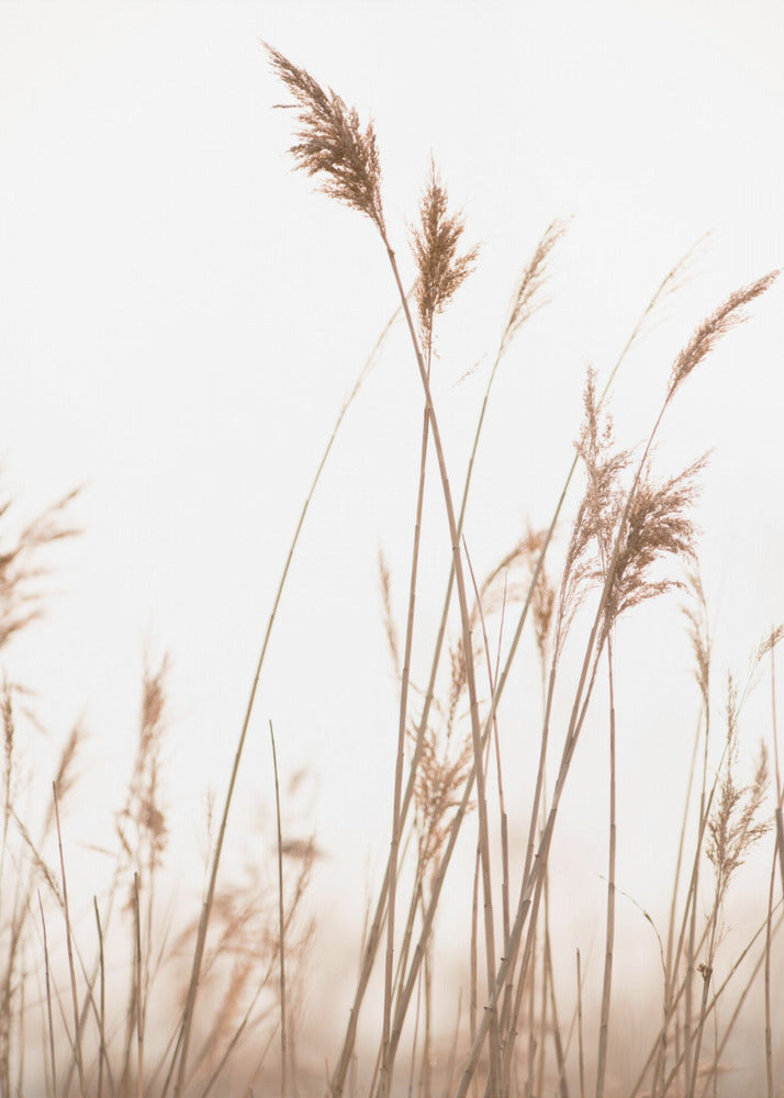 Marsh Grass No.6 | Poster