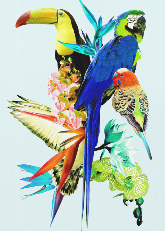 Birds of Paradise II | Poster