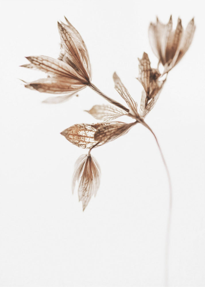 Delicate Plant I | Canvas