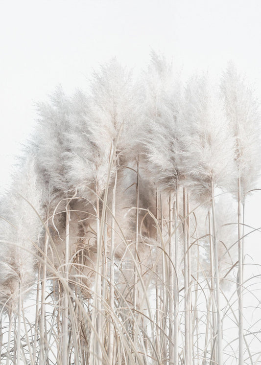 Pampas Grass II | Poster