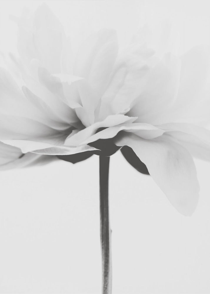 Japandi Coco | Canvas