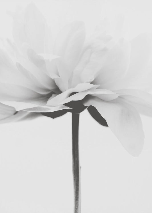 Japandi Coco | Canvas