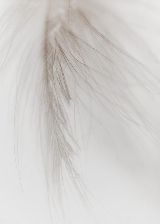 White Feather | Poster