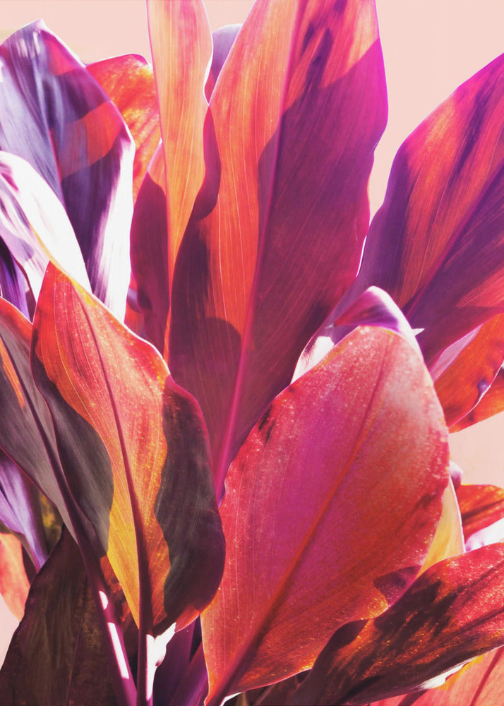 Fuchsia Leaves I | Canvas