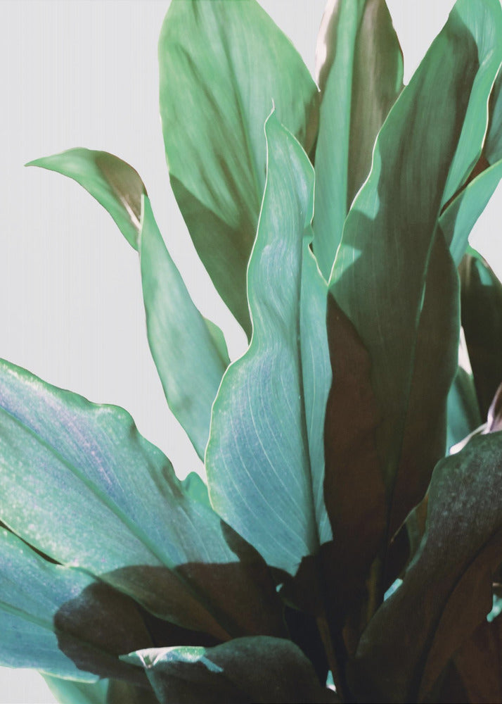 Green Leaves | Canvas