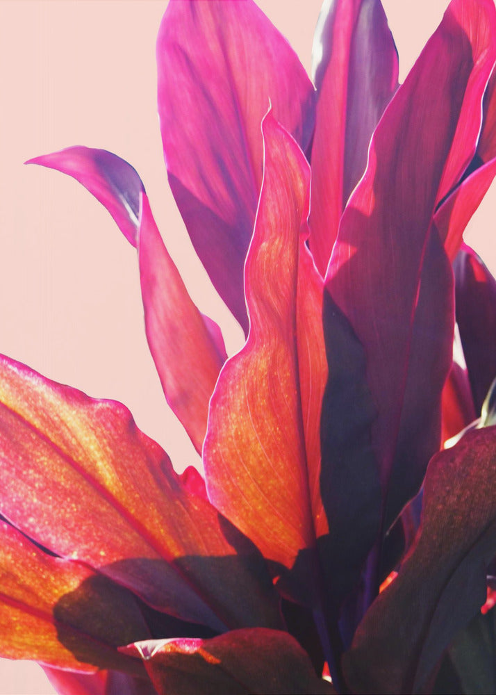 Fuchsia Leaves II | Canvas