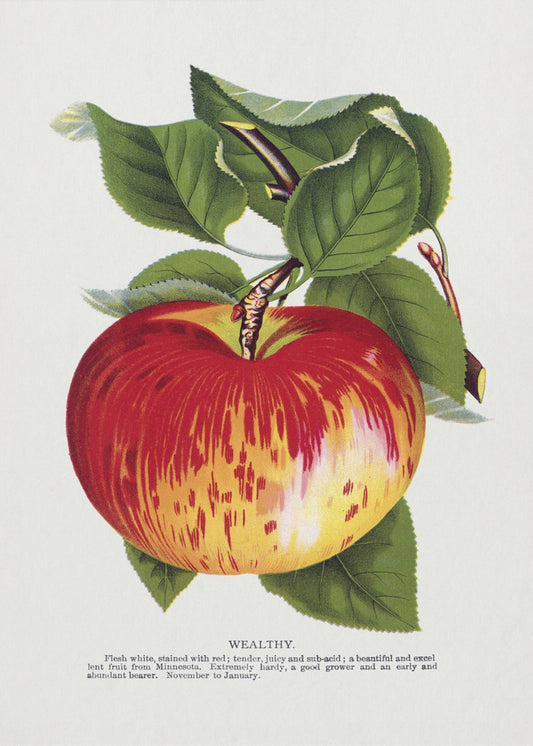 Wealthy Apple Lithograph | Canvas