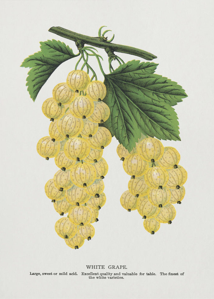 White Grape Lithograph | Canvas