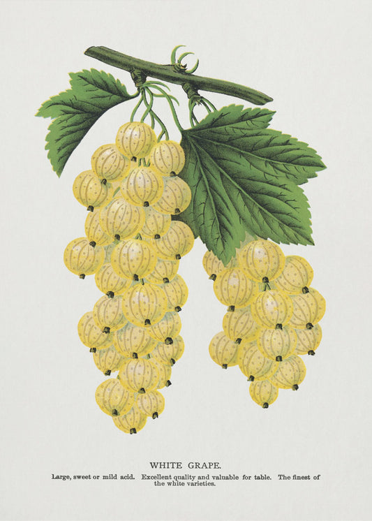 White Grape Lithograph | Canvas