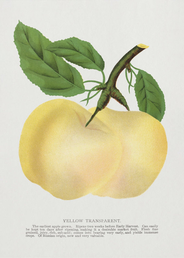 Yellow Transparent Apple Lithograph | Poster