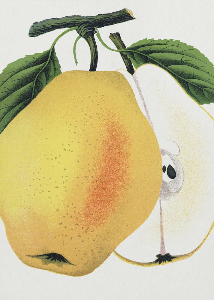 Kiefer's Hybrid Pear Lithograph | Poster