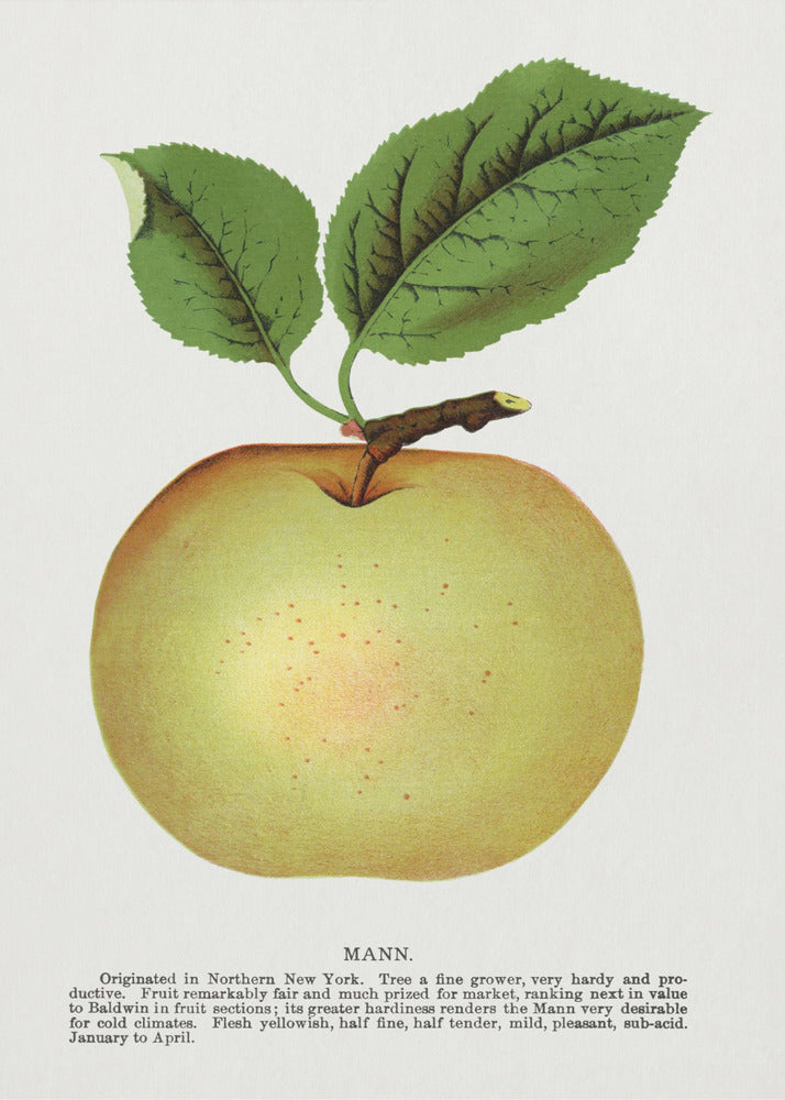 Mann Apple Lithograph | Canvas