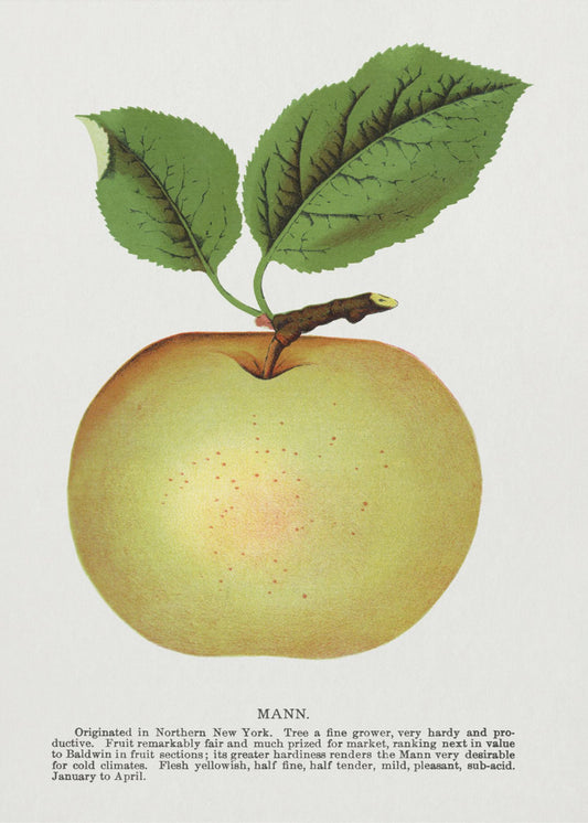 Mann Apple Lithograph | Canvas