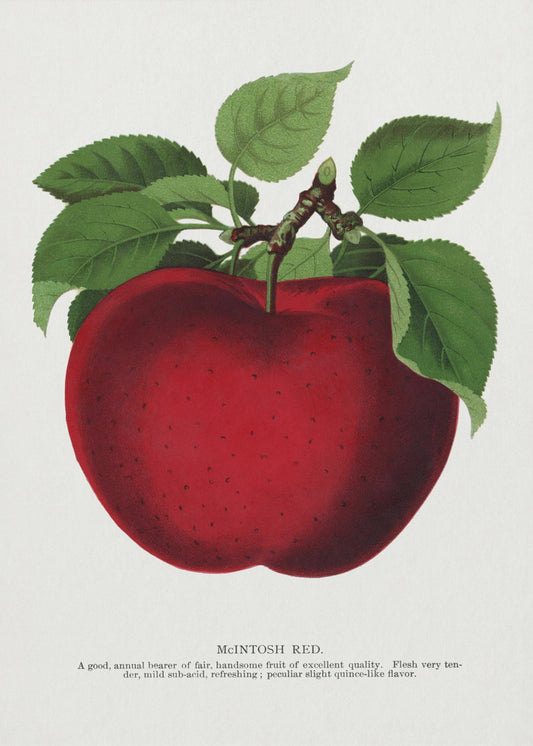 Mcintosh Red Apple Lithograph | Poster