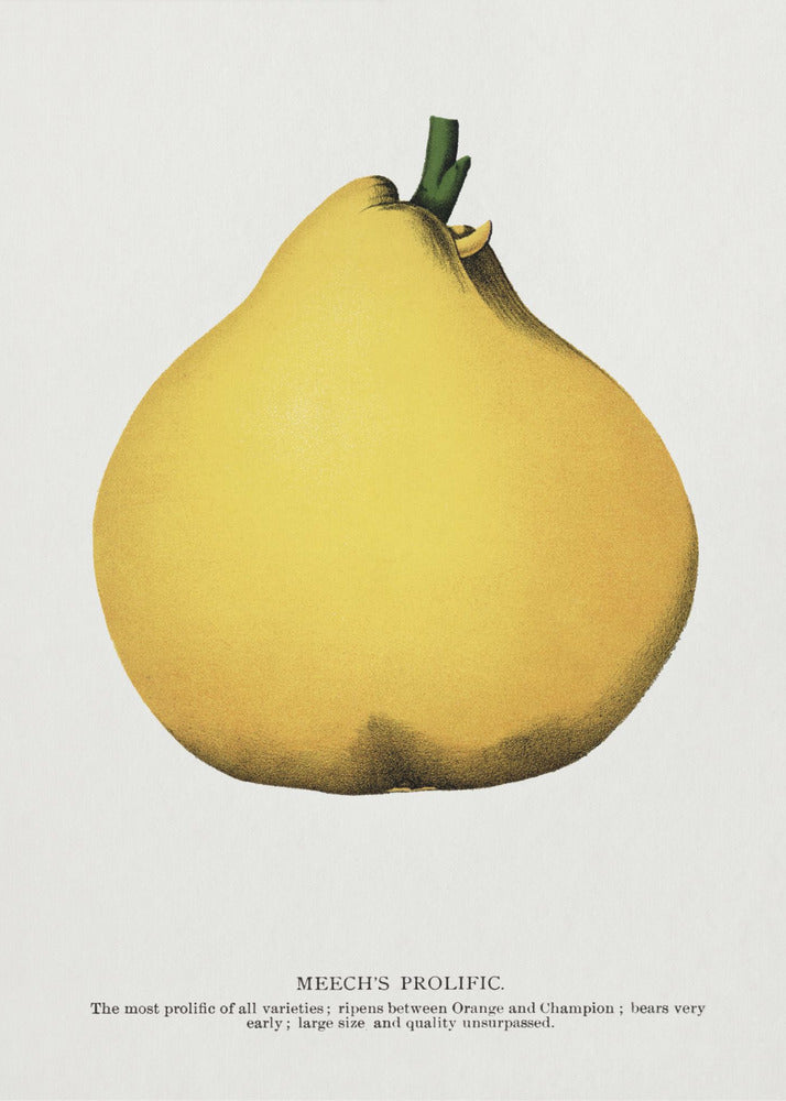 Meech's Prolific Pear Lithograph | Canvas