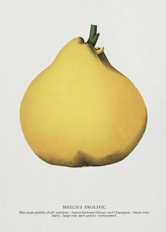 Meech's Prolific Pear Lithograph | Canvas