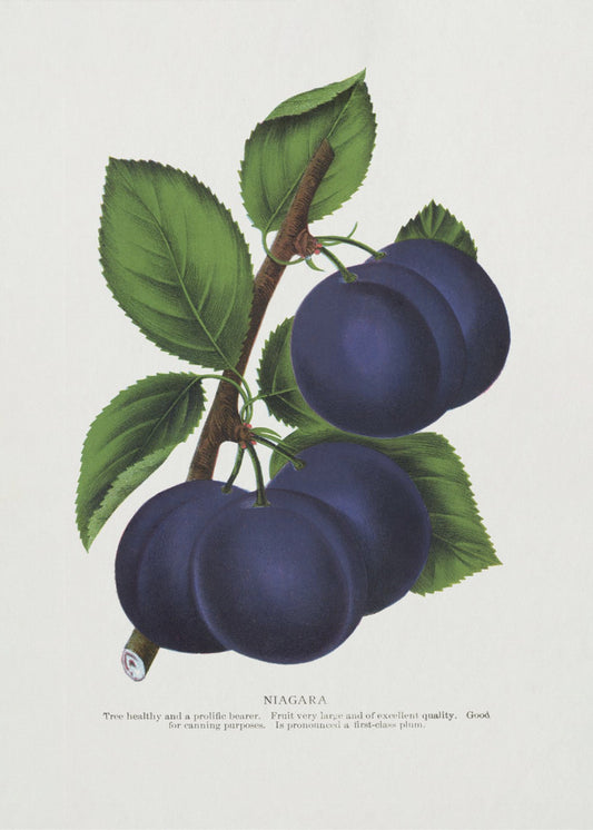Niagara Plum Lithograph | Canvas