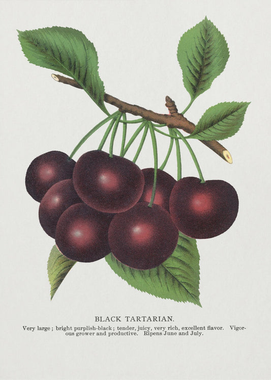 Black Tartarian Cherry Lithograph | Poster