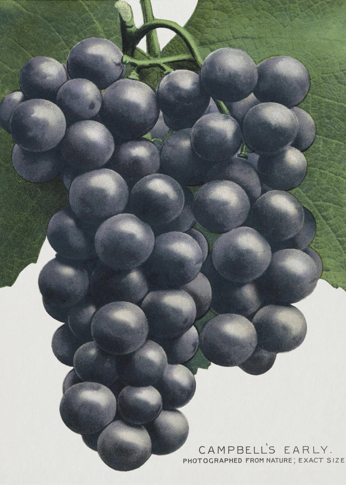 Campbell's Early Grape Lithograph | Poster