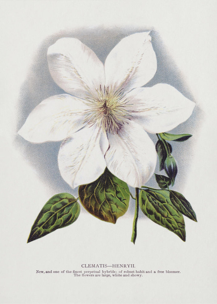 Clematis Flower Lithograph | Canvas