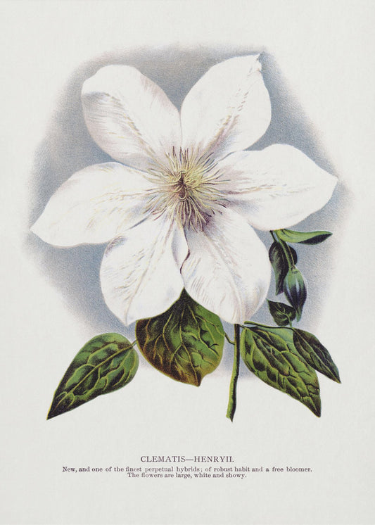 Clematis Flower Lithograph | Canvas