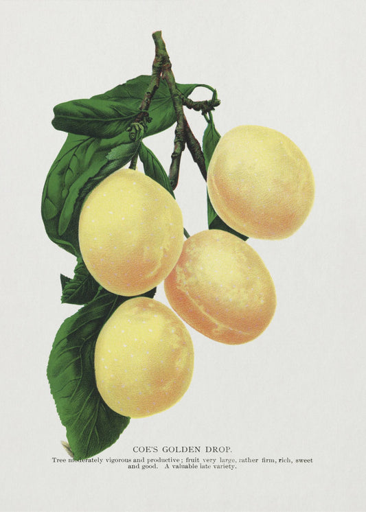 Coe's Golden Drop Plum Lithograph | Poster