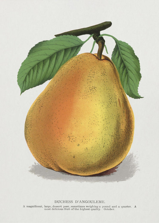 Duchess D'angouleme Pear Lithograph | Poster