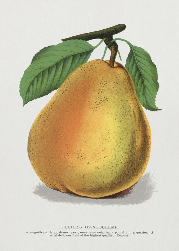 Duchess D'angouleme Pear Lithograph | Canvas
