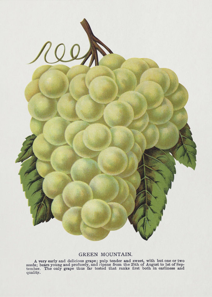 Green Mountain Grape Lithograph | Canvas