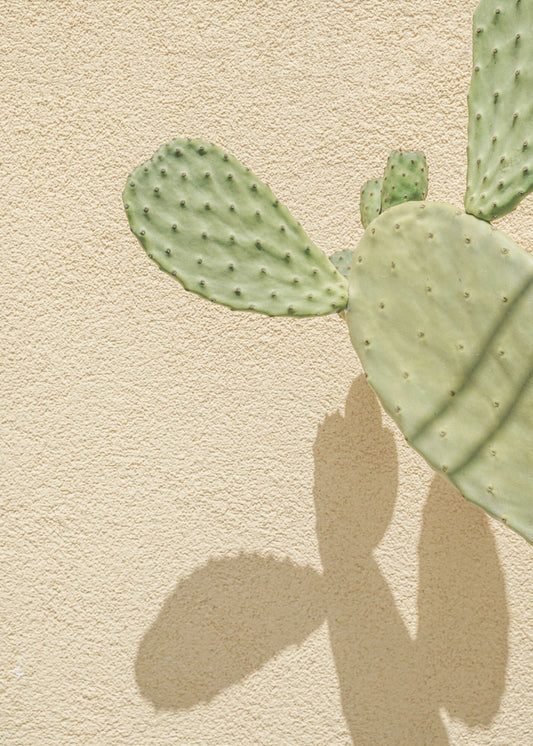 Cacti Shadowplay | Canvas