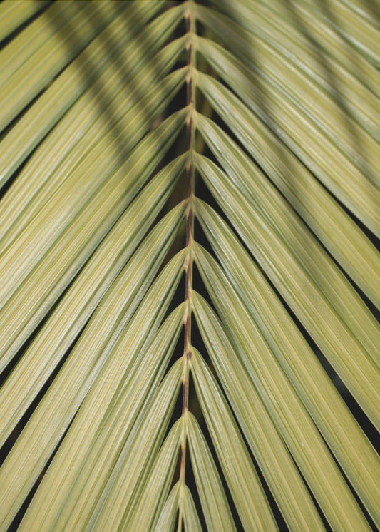 Tropical Leaf | Poster