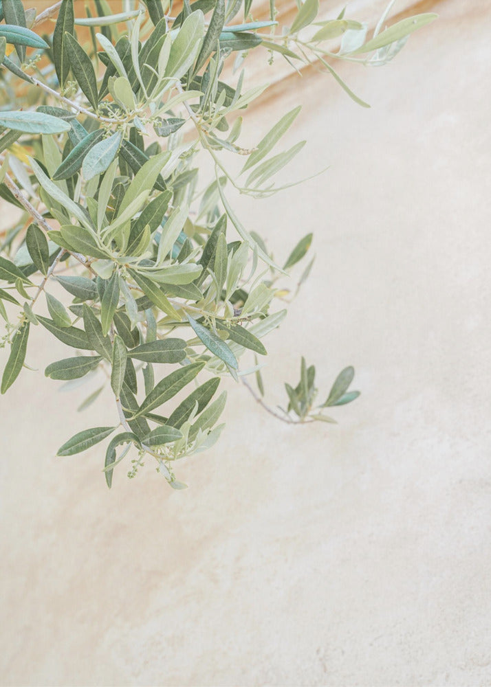 Olive Tree Leaves | Poster