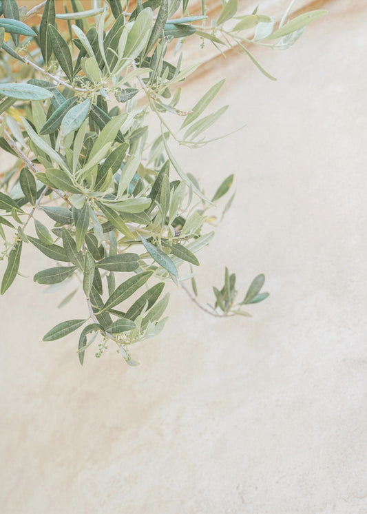 Olive Tree Leaves | Canvas