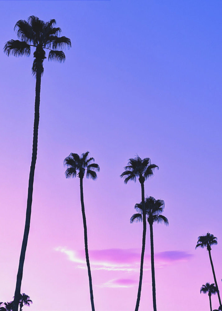 Palm Tree Sunset | Canvas