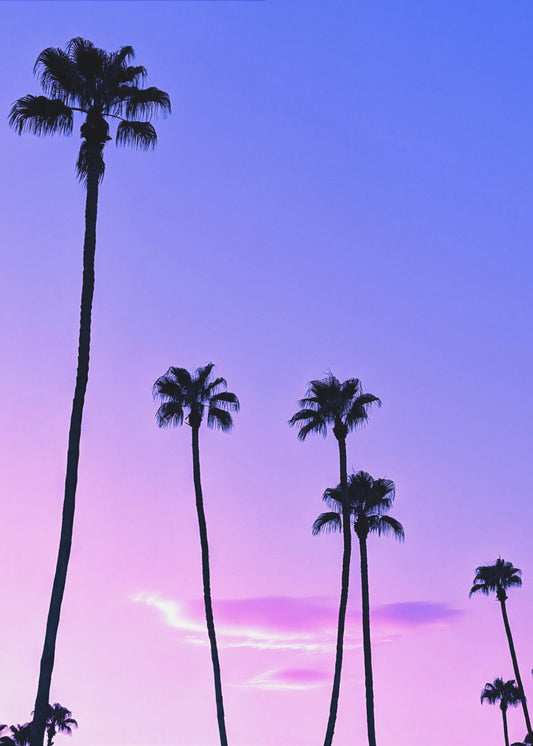 Palm Tree Sunset | Canvas