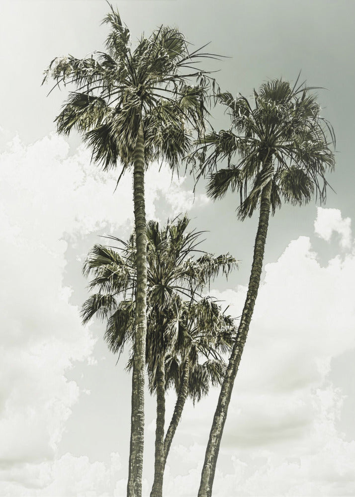 Palm Trees and sky | Vintage | Poster