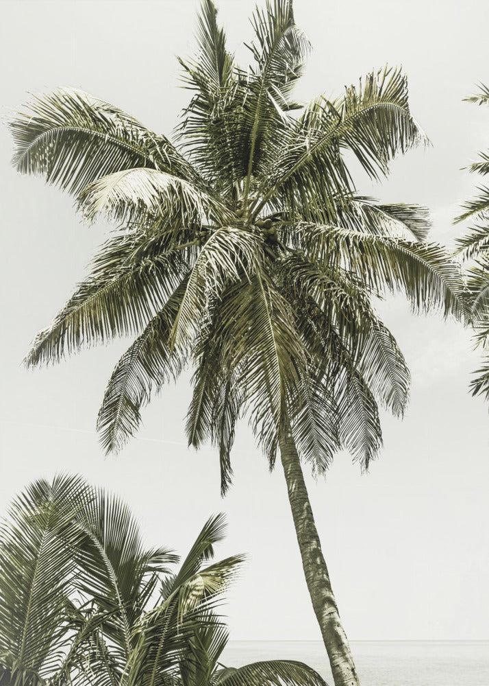 Palm Trees by the ocean | Vintage | Canvas