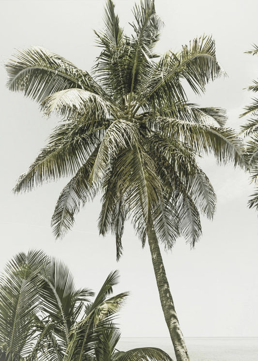 Palm Trees by the ocean | Vintage | Canvas
