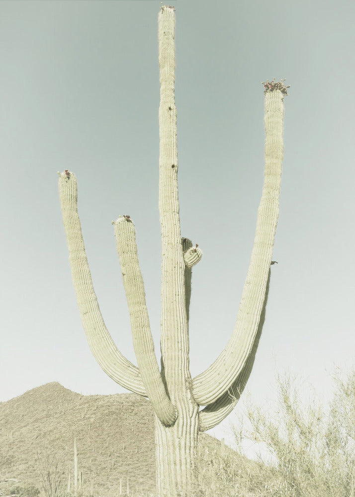 SAGUARO NATIONAL PARK Vintage Giant Saguaro | Canvas