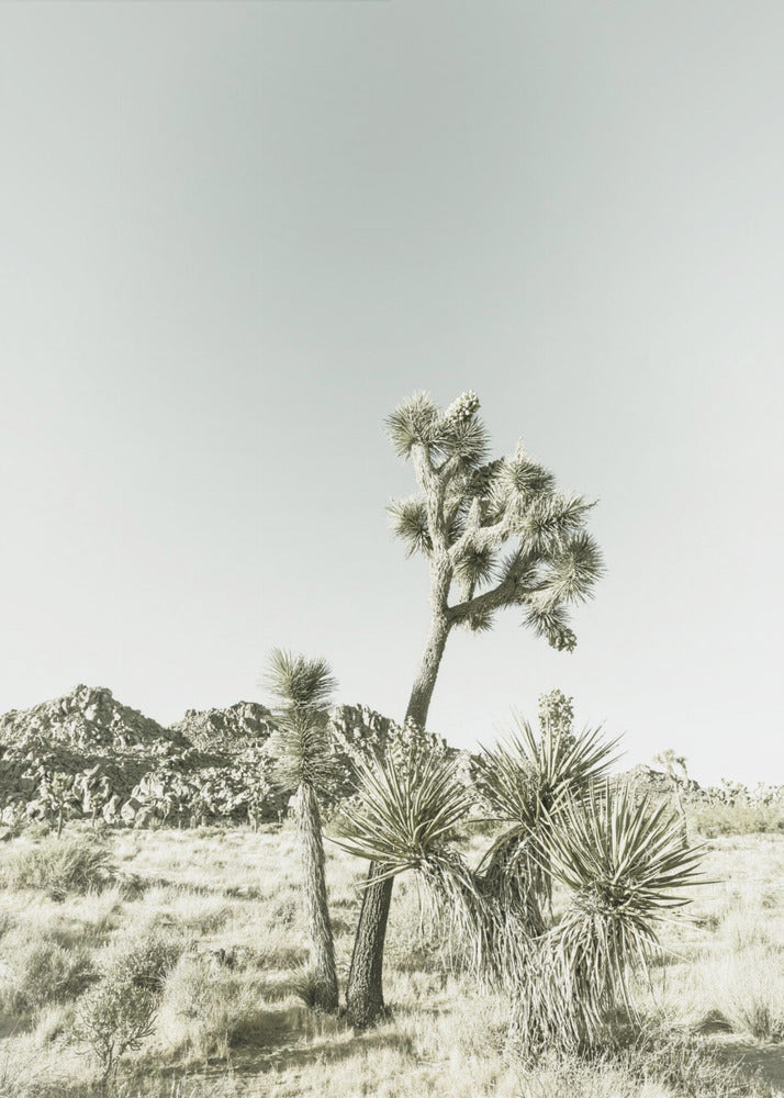 Joshua Tree National Park Vintage Impression | Poster