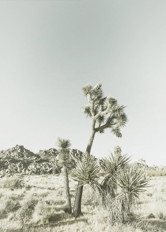 Joshua Tree National Park Vintage Impression | Canvas